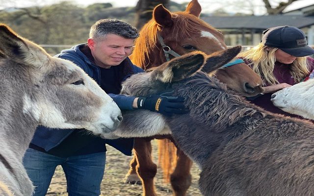 Rescuing Donkeys In NorCal