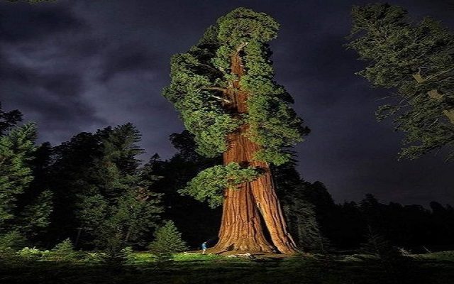 Firefighter Heroes Extend Their Protection To The World’s Largest Sequoia