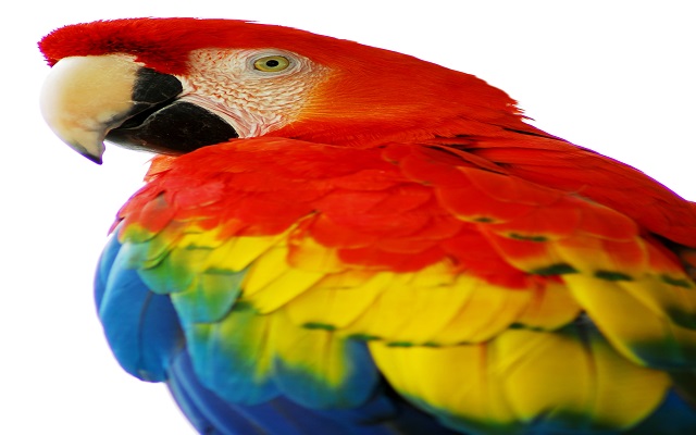 <h1 class="tribe-events-single-event-title">Vallejo: Exotic Bird Mart & Expo</h1>