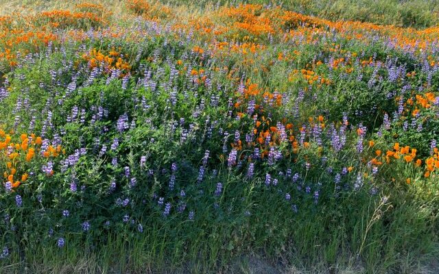 Solano County’s Own Super Bloom