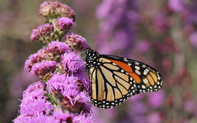 FREE Online Workshop On Creating Your Own Monarch Butterfly Habitat